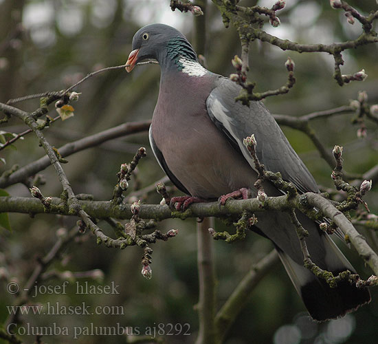 Columba palumbus aj8292