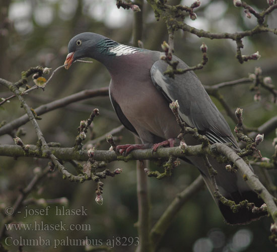 Woodpigeon Ringeltaube Pigeon ramier Paloma Torcaz