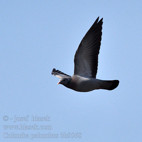 Columba palumbus Woodpigeon Ringeltaube Pigeon ramier