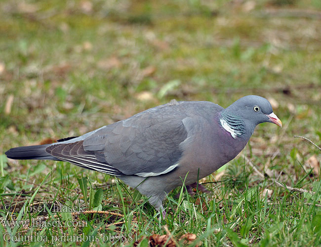 Columba palumbus bb9881