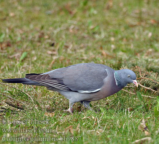 Columba palumbus bb9887