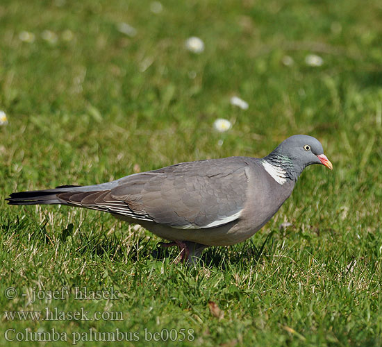 Columba palumbus bc0058