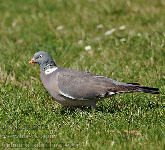 Columba palumbus bc0065