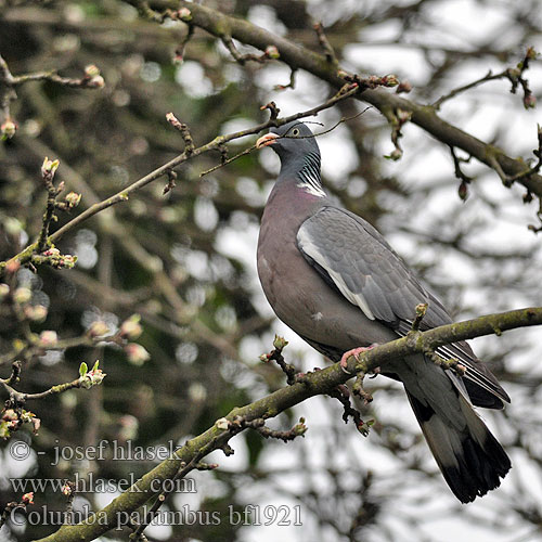 Columba palumbus bf1921