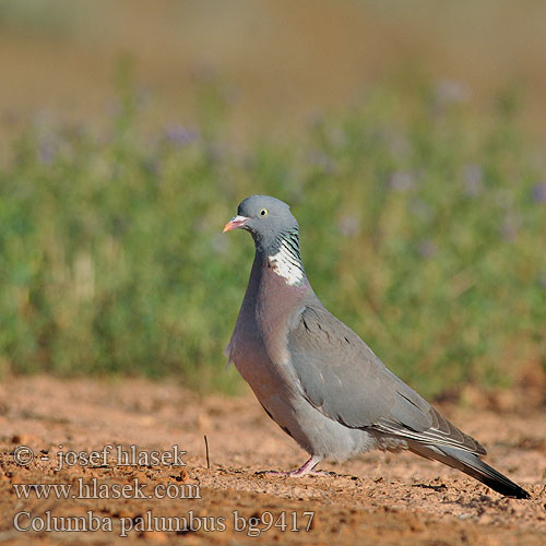 Columba palumbus bg9417