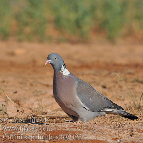 Golub grivnaš Columba palumbus Woodpigeon Ringeltaube