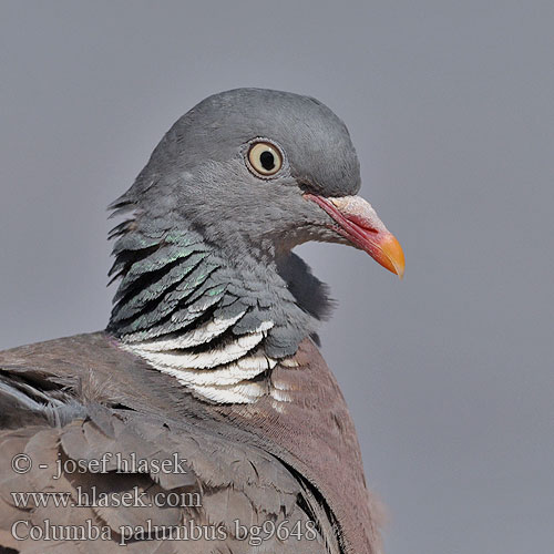 Woodpigeon Ringeltaube Pigeon ramier Paloma Torcaz