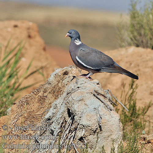 Ringeltaube Pigeon ramier Paloma Torcaz