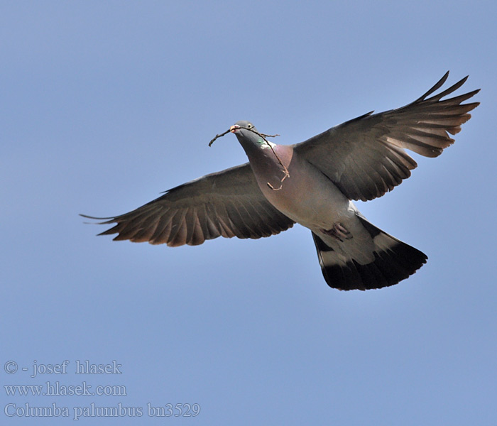 Columba palumbus bn3529