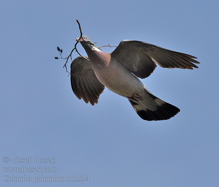 Columba palumbus bn3534