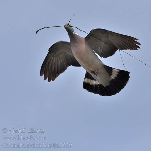 Columba palumbus bn3539