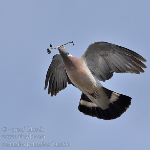 Columba palumbus Grzywacz Colombaccio Ringduva