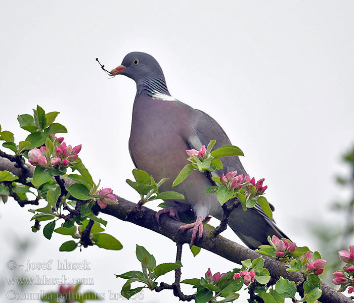 Columba_palumbus_br4536