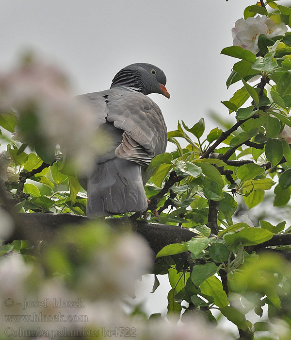 Pigeon ramier Paloma Torcaz