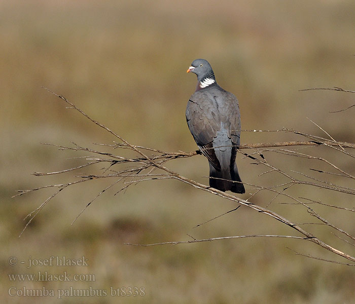 Columba palumbus Woodpigeon