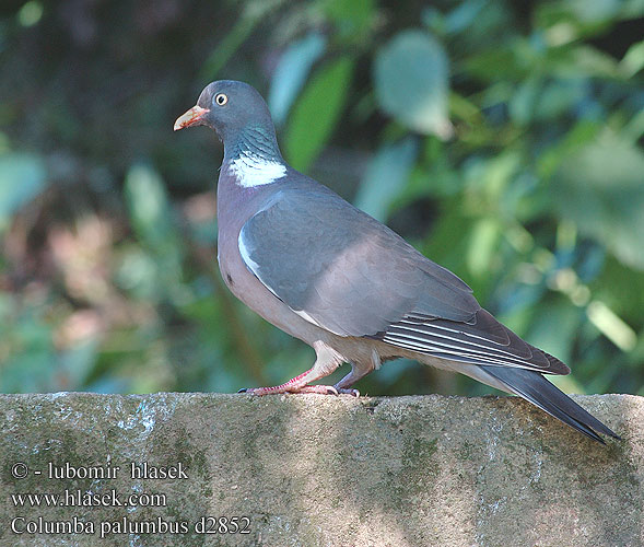 Ringeltaube Pigeon ramier Paloma Torcaz