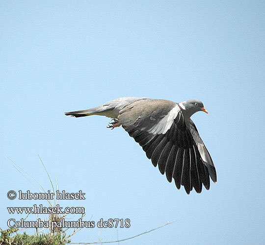 Pigeon ramier Paloma Torcaz Holub hřivnáč hrivnák