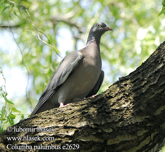 Columba palumbus e2629