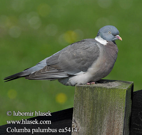 Columba palumbus ea5414