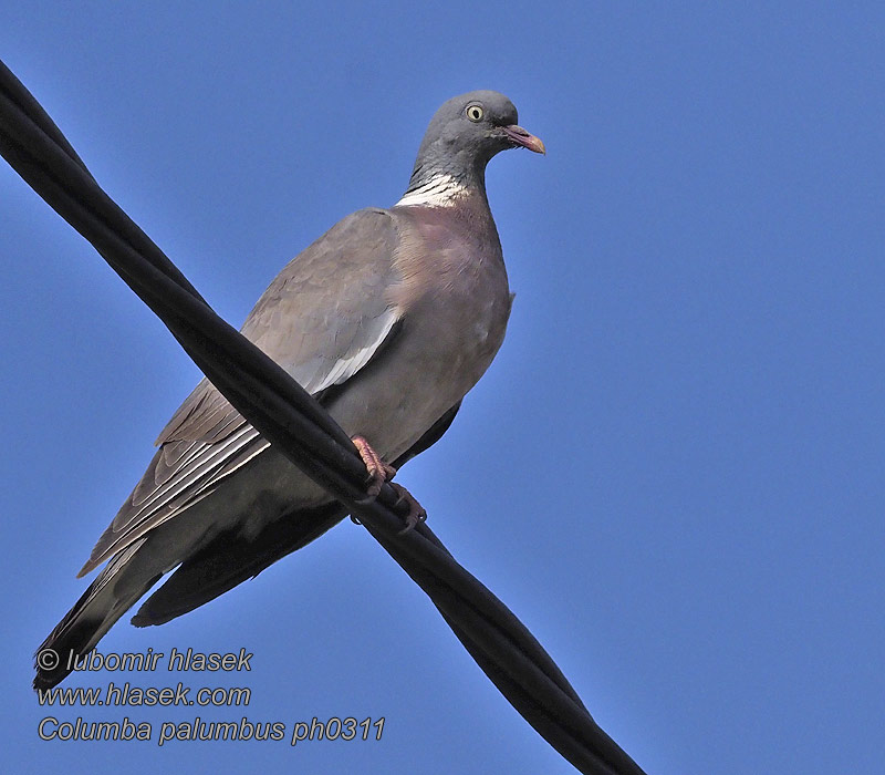 Woodpigeon Ringeltaube Pigeon ramier Paloma Torcaz Columba palumbus