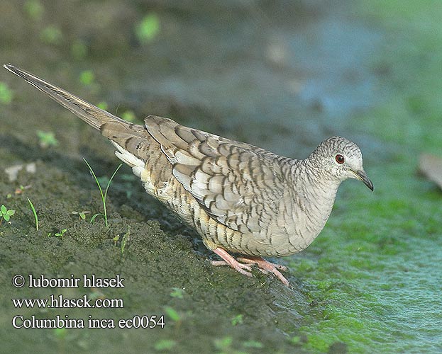 Columbina inca ec0054