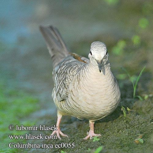 Palomita Inca Tortolita colilarga Turquita inca Tórtola cola larga colalarga Holoubek incký inka Inkadue Aztekentäubchen Inkatäubchen Asteegi tuvi Inkakyyhky Colombe inca Tortora インカバト Inkaduif Inkafuif Kaktusdue Gołąbek inkaski łuskowiak aztecki Letúň škvrnitý Inkaduva Columbina inca Scardafella squamata Inca Dove Scaled