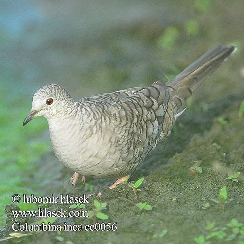 Columbina inca ec0056