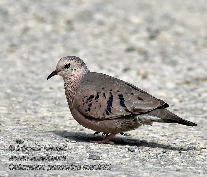 Columbina passerina 地鸠 Holoubek vrabčí Sperlingstäubchen