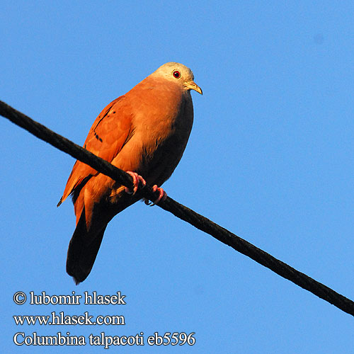 Columbina talpacoti Holoubek skořicový Rustdue Rosttäubchen Talpacotitaube Cinnamon Dove Rubby Ground Columbina Colorada Rojiza Turquita Palomita colorada Torcacita Tortolita rojiza Tórtola Ruuge-värbtuvi Kastanjavarpuskyyhky Colombe moineau talpacoti rousse Colombigalline Tortora Talpacot Tortorina rossiccia ケアシスズメバト Steenduif Kaneldue Rustdue Golabeczek cynamonowy Caldo-de-feijão pomba-rola rola Коричневая карликовая горлица Hrdlička škoricová Rostmarkduva