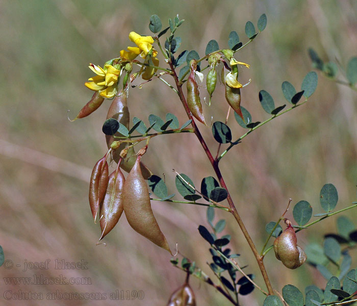 Žanovec měchýřník Colutea arborescens