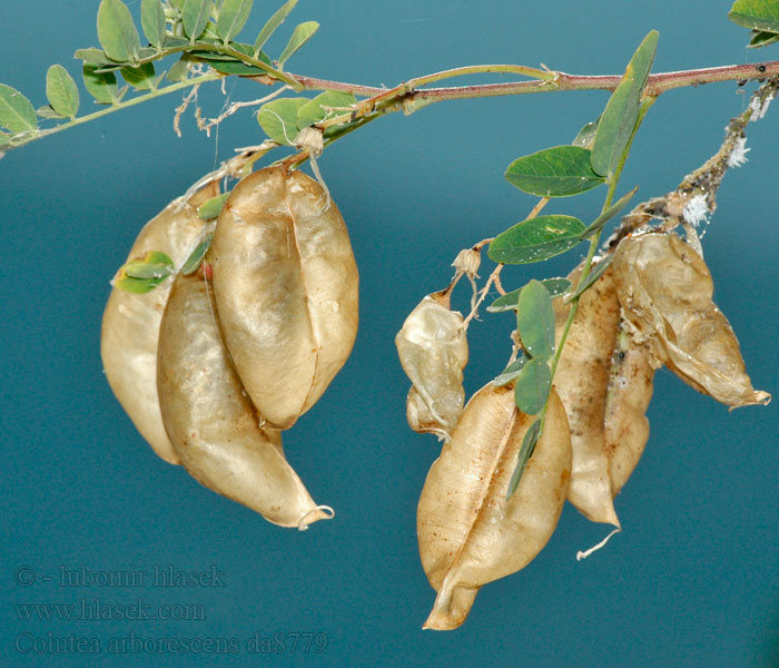 Colutea arborescens Bladder senna Almindelig blærebælg rakkopensas