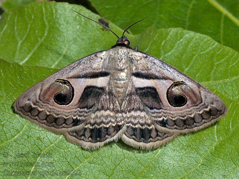 Cometaster pyrula Faint owl moth