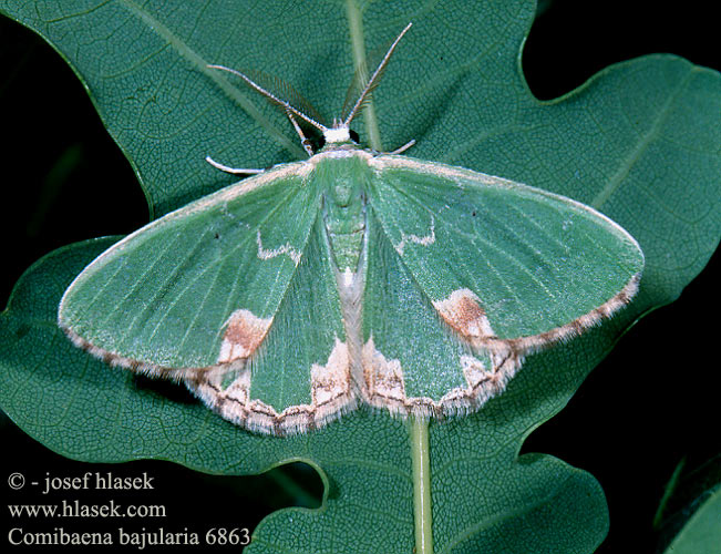 Comibaena bajularia pustulata Blotched Emerald Pustelspanner