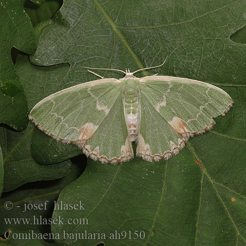 Comibaena bajularia pustulata Blotched Emerald Pustelspanner