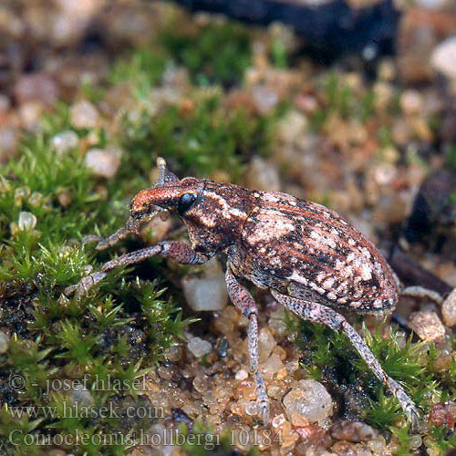 Coniocleonus hollbergi glaucus Kangaskärsäkäs Sandspolvivel Sand-Steppenrüssler