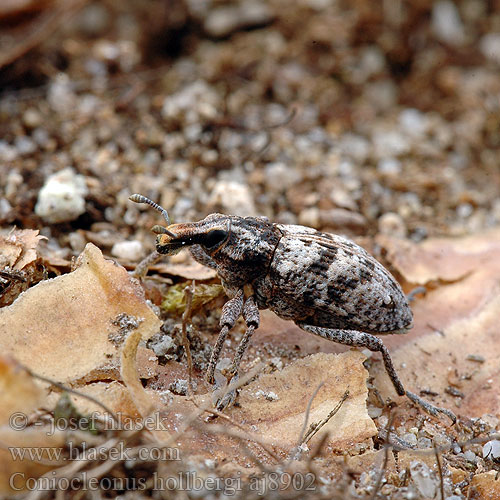 Coniocleonus glaucus Kangaskärsäkäs Sandspolvivel Sand-Steppenrüssler