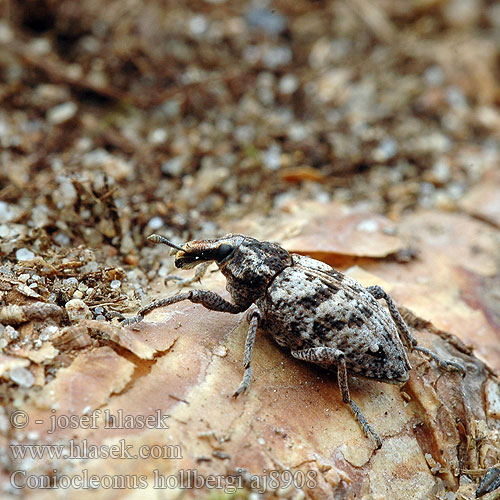 Kangaskärsäkäs Sandspolvivel Sand-Steppenrüssler Coniocleonus hollbergi glaucus