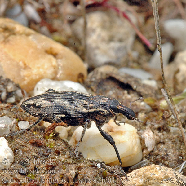 Coniocleonus nigrosuturatus