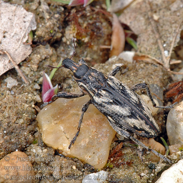 Coniocleonus nigrosuturatus