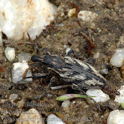 Coniocleonus nigrosuturatus