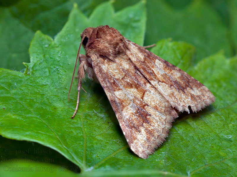 Barrett's marbled coronet Mora okrová Noctuelle limoneuse