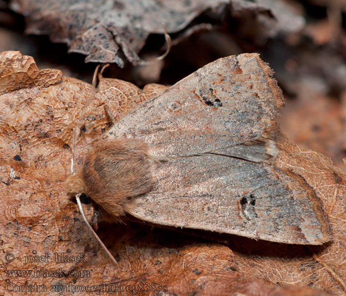 Conistra erythrocephala Zimovnice rudohlavá