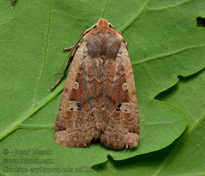 Conistra erythrocephala Rotkopf-Wintereule Red-headed Chestnut