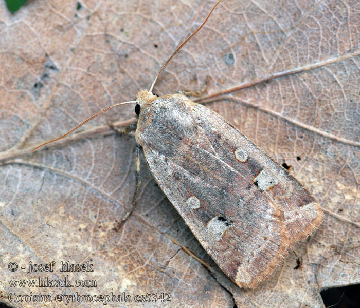 Conistra erythrocephala Mora červenohlavá Orrhodie érythrocéphale