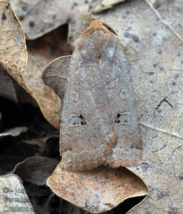 Conistra erythrocephala Совка красноголовая Porożnica rudogłowa