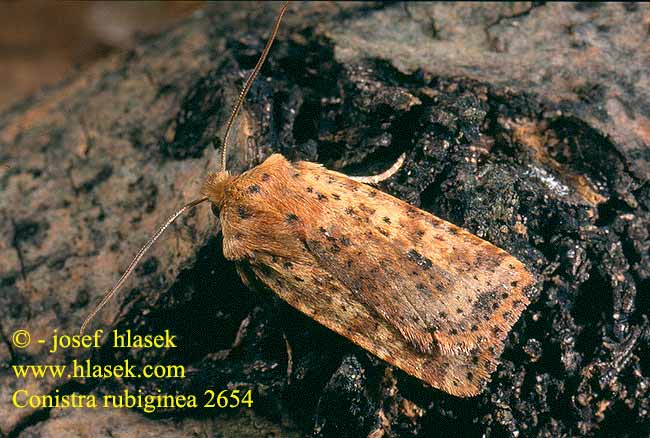 Conistra rubiginea Dotted Chestnut Zimovnice rezavá Rost-Wintereule Keltapiiloyökkönen Orrhodie tigrée Gevlekte winteruil Taškuotasis vėlyvis Gult flatly Mora škvrnkatá Rostgult plattfly Совка желтоватая плоскотелая