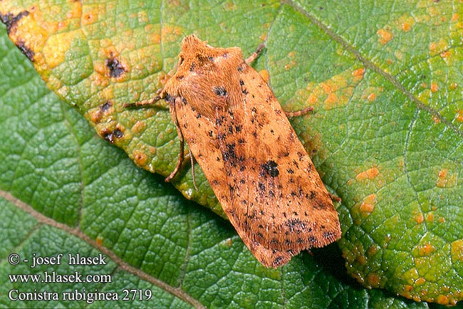 Rost-Wintereule Keltapiiloyökkönen Orrhodie tigrée Gevlekte winteruil Taškuotasis vėlyvis Gult flatly Mora škvrnkatá Rostgult plattfly Совка желтоватая плоскотелая Conistra rubiginea Dotted Chestnut Zimovnice rezavá