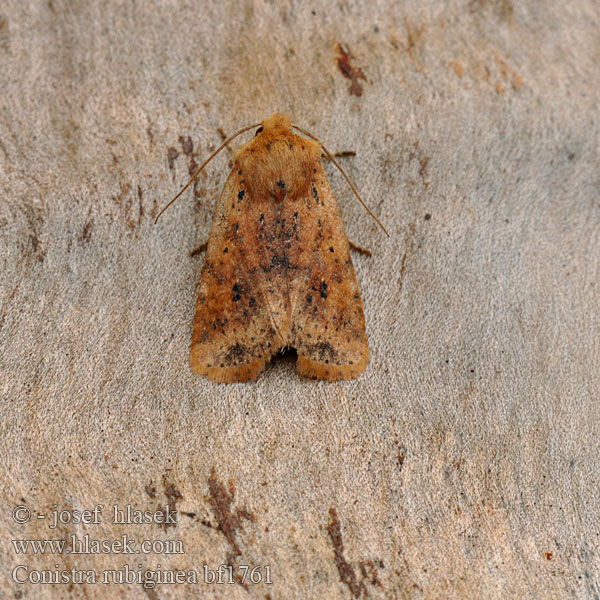 Gevlekte winteruil Taškuotasis vėlyvis Gult flatly Mora škvrnkatá Rostgult plattfly Совка желтоватая плоскотелая Conistra rubiginea Dotted Chestnut Zimovnice rezavá Rost-Wintereule Keltapiiloyökkönen Orrhodie tigrée