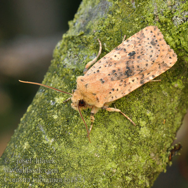 Mora škvrnkatá Rostgult plattfly Совка желтоватая плоскотелая Conistra rubiginea Dotted Chestnut Zimovnice rezavá Rost-Wintereule Keltapiiloyökkönen Orrhodie tigrée Gevlekte winteruil Taškuotasis vėlyvis Gult flatly