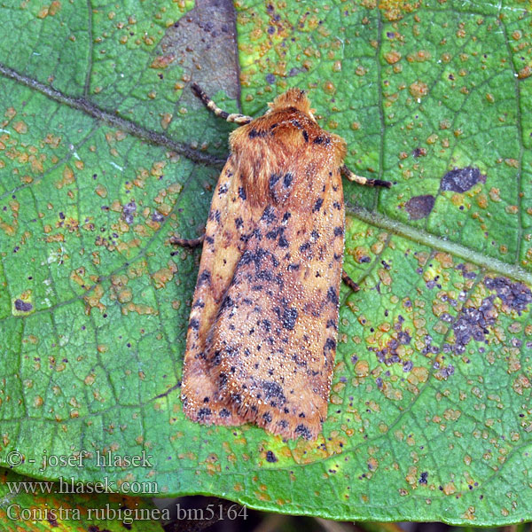 Совка желтоватая плоскотелая Conistra rubiginea Dotted Chestnut Zimovnice rezavá Rost-Wintereule Keltapiiloyökkönen Orrhodie tigrée Gevlekte winteruil Taškuotasis vėlyvis Gult flatly Mora škvrnkatá Rostgult plattfly